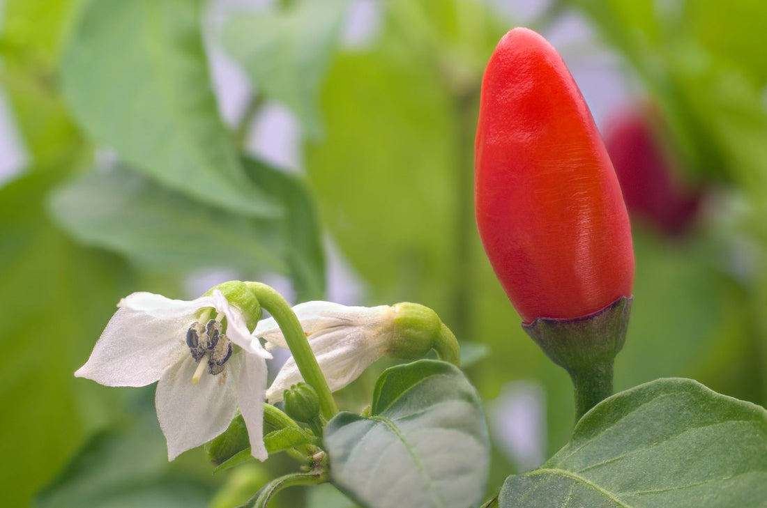 red pepper and white flowers with green leaves