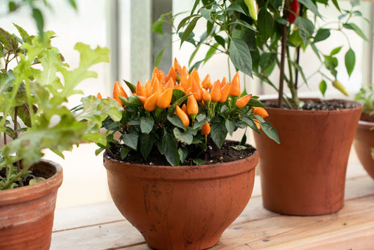 image of compact pepper plants on a window sill for container planting