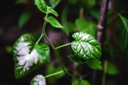sunscald on leaves of sunburnt peppers