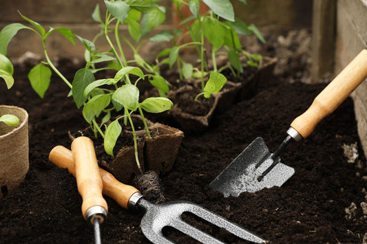 pepper growing supplies in soil with seedlings