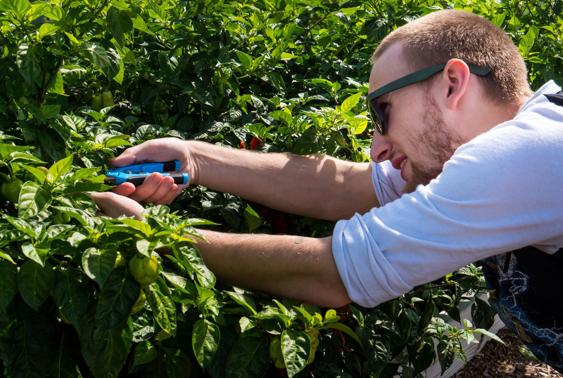 Topping Pepper Plants: When & How to Do It