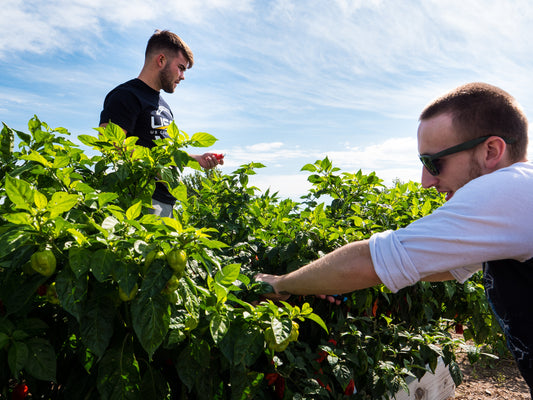 Why Gardening is the Perfect Quarantine Activity