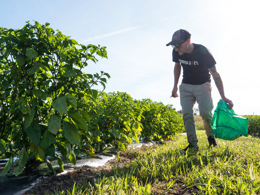 Harvesting Peppers: When to Pick Peppers and How to Harvest Peppers