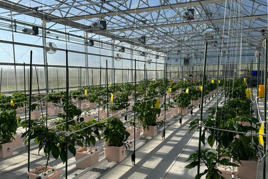 Pepper Plants in Greenhouse