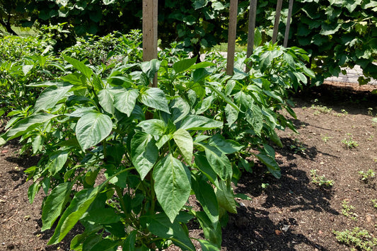 Pepper plants with wood stakes