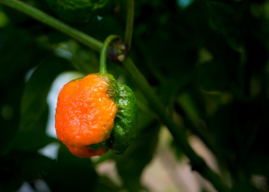 What Does "Days to Harvest" Mean?