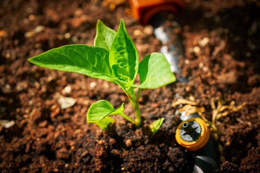 How Long Does It Take to Grow Peppers from Seed?