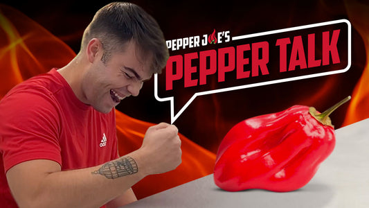 red savina habanero pepper talk 