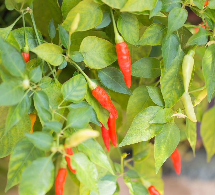 thai pepper plants