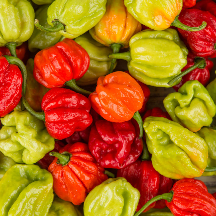 7 Pot Pepper Seeds