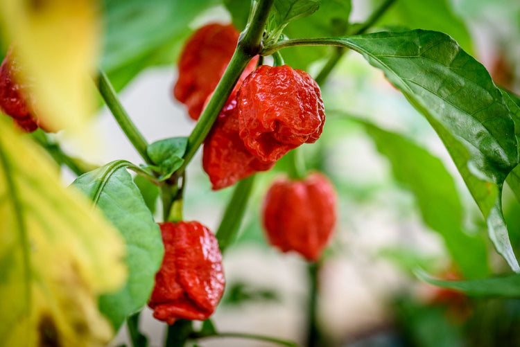 trinidad scorpion peppers growing on plant