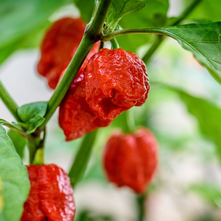Scorpion Pepper Seeds