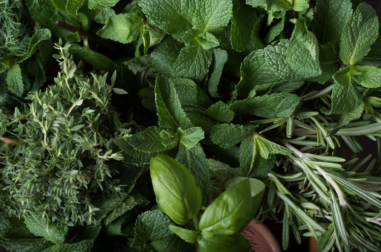 herb seeds grown into fresh plants