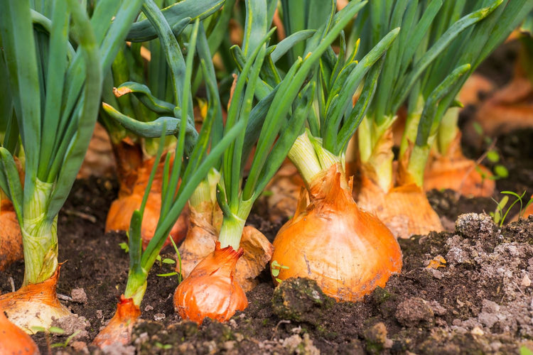row of onions growing in garden