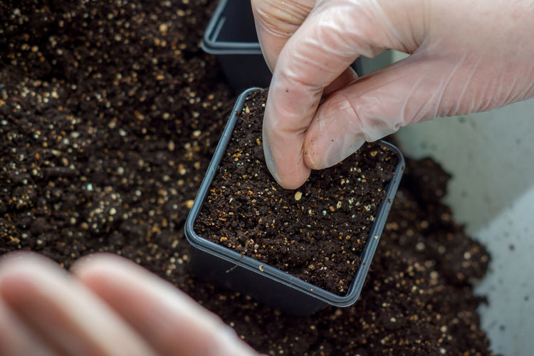 grow peppers from seed with Pepper Joe's seeds