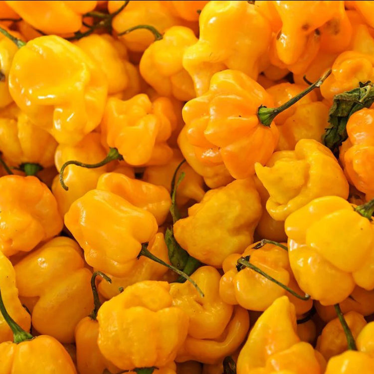 Hot Pepper Seeds