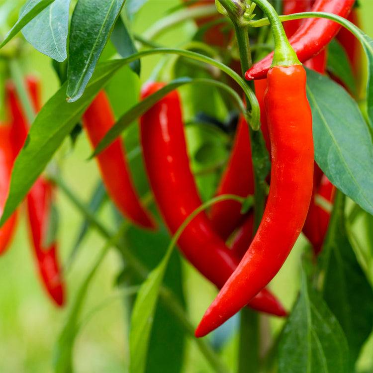 Cayenne Pepper Seeds
