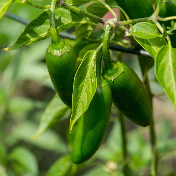 Mild Pepper Seeds