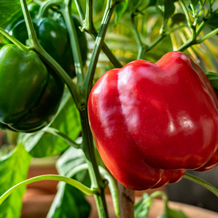 Bell Pepper Seeds