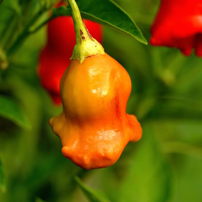 exotic and novelty peppers and pepper seeds