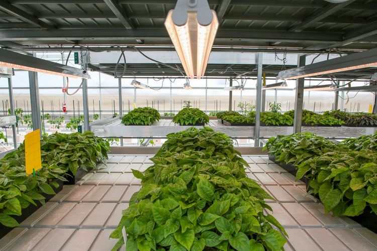 seed starting supplies in pepper joe's greenhouse