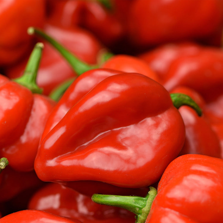 Habanero Pepper Seeds