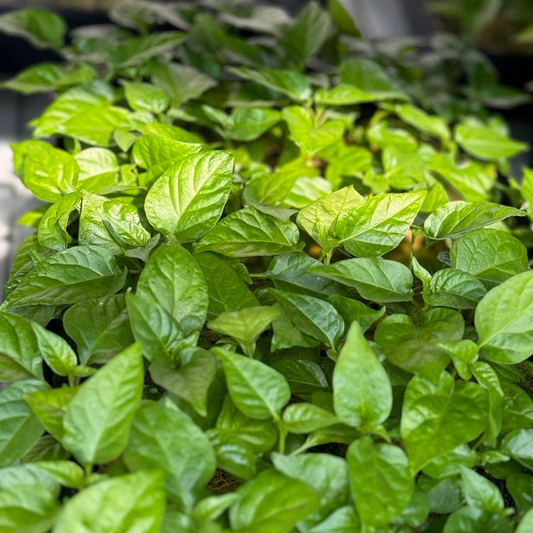 Live Hot Pepper Plants
