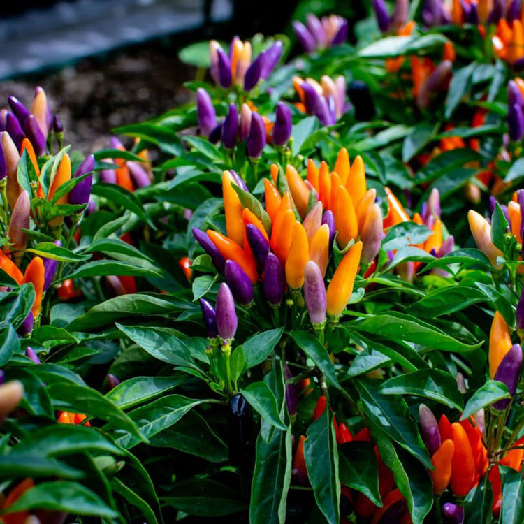 Ornamental Pepper Seeds