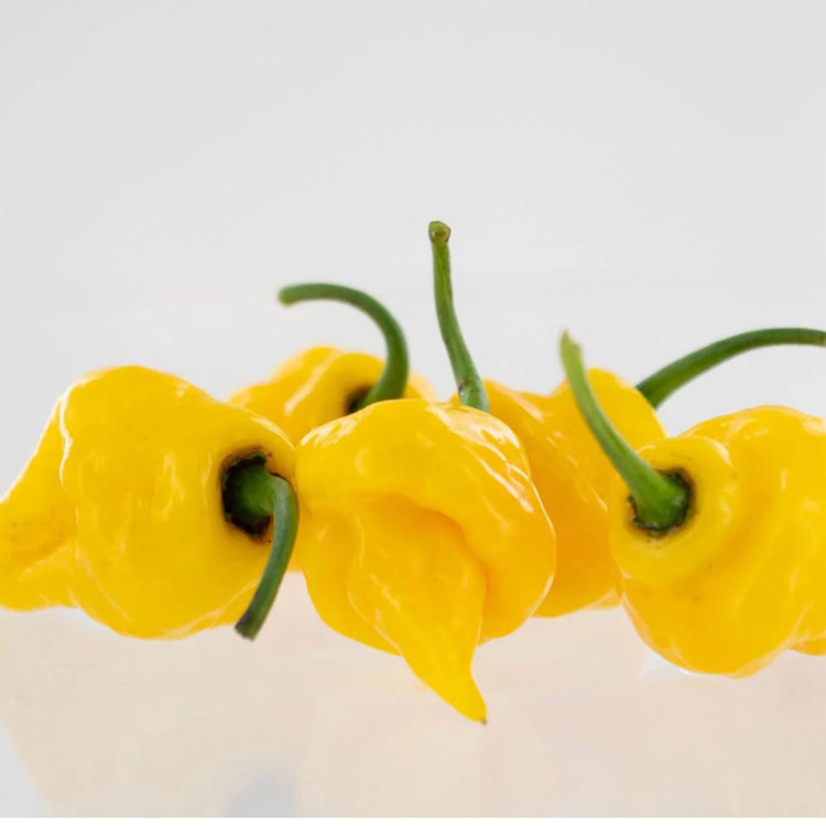Hybrid Pepper Seeds