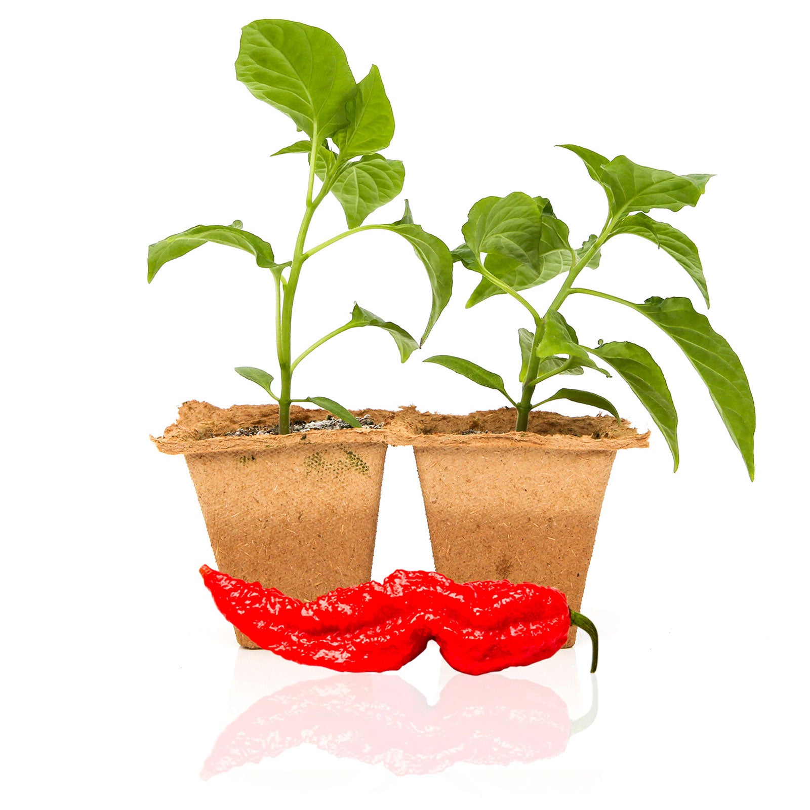 Super Hot Pepper Plants For Sale