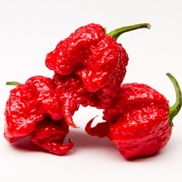 World's Hottest Pepper Seeds
