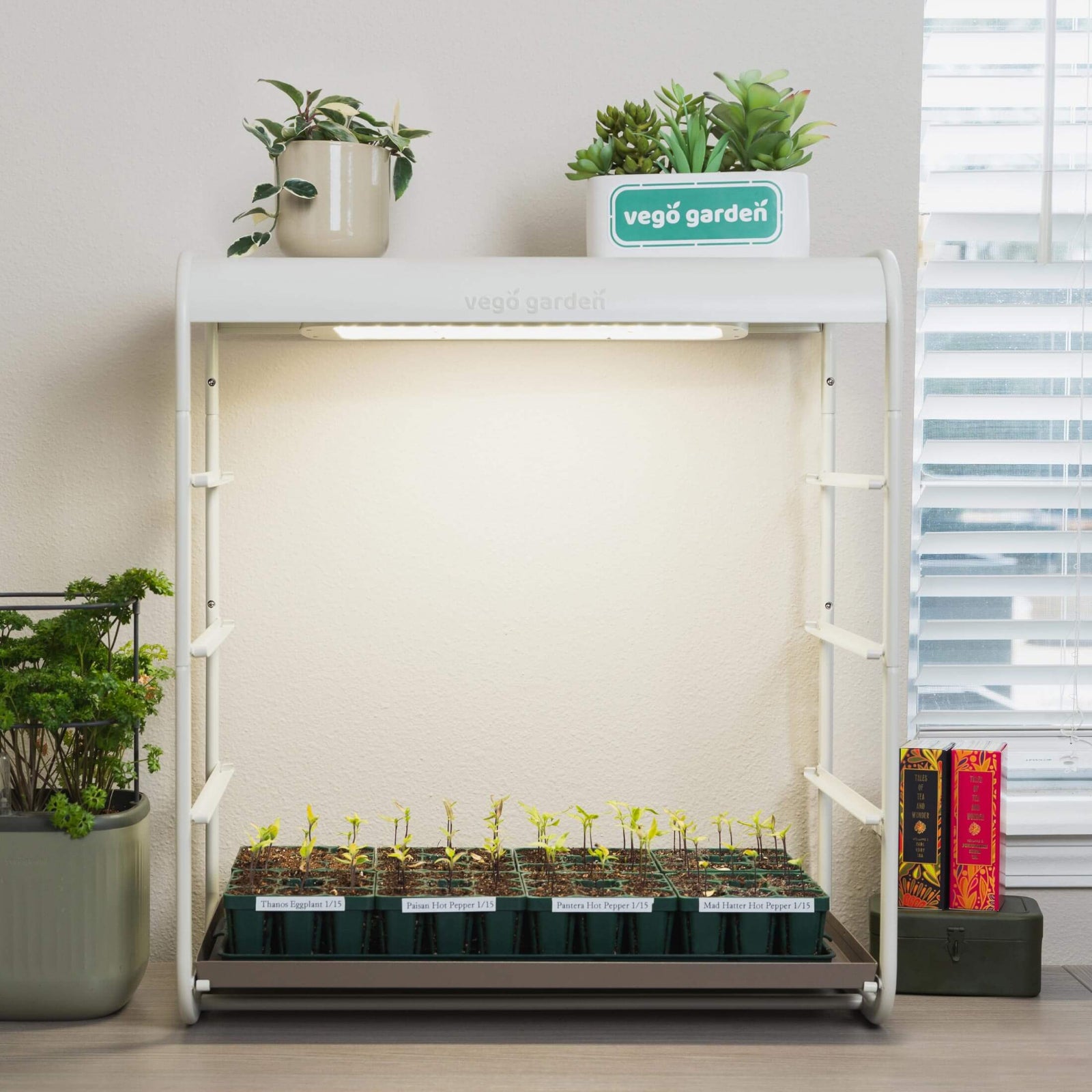 grow lights for pepper plants 1 Tier Tabletop Grow Light Garden