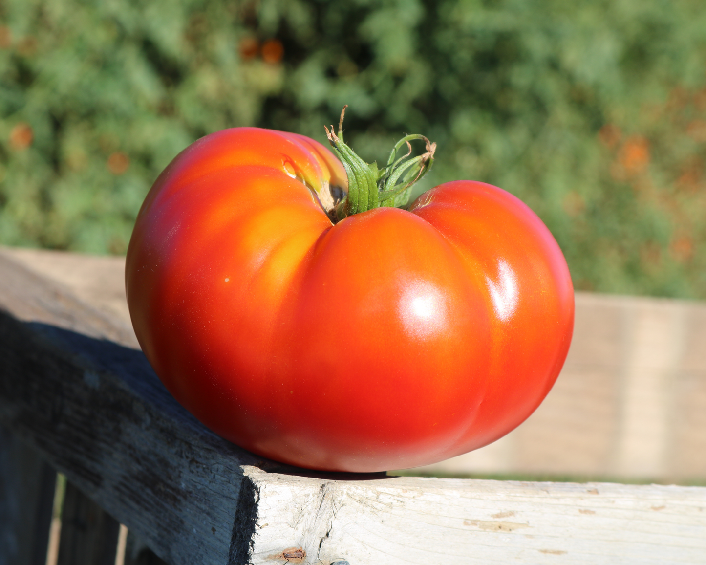Better Boy Plus Hybrid Tomato Seeds