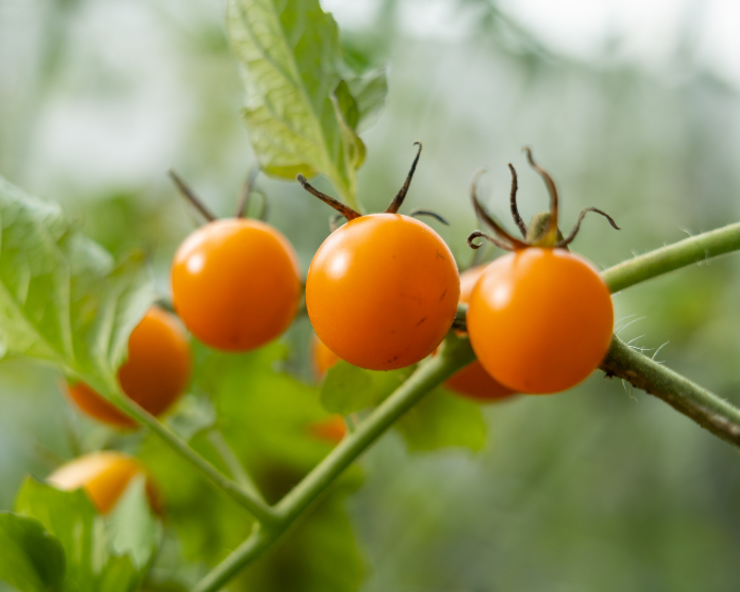 Sun Gold Hybrid Tomato Seeds
