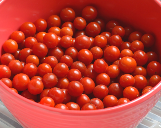 Candyland Red Tomato Seeds