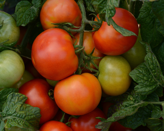 Tomate híbrido Little Sicily