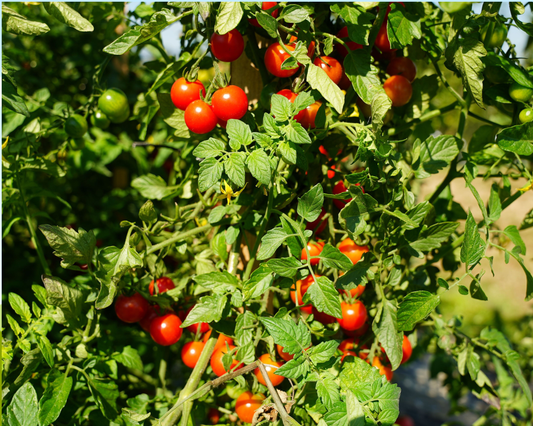 Super Sweet 100 Hybrid Tomato Seeds