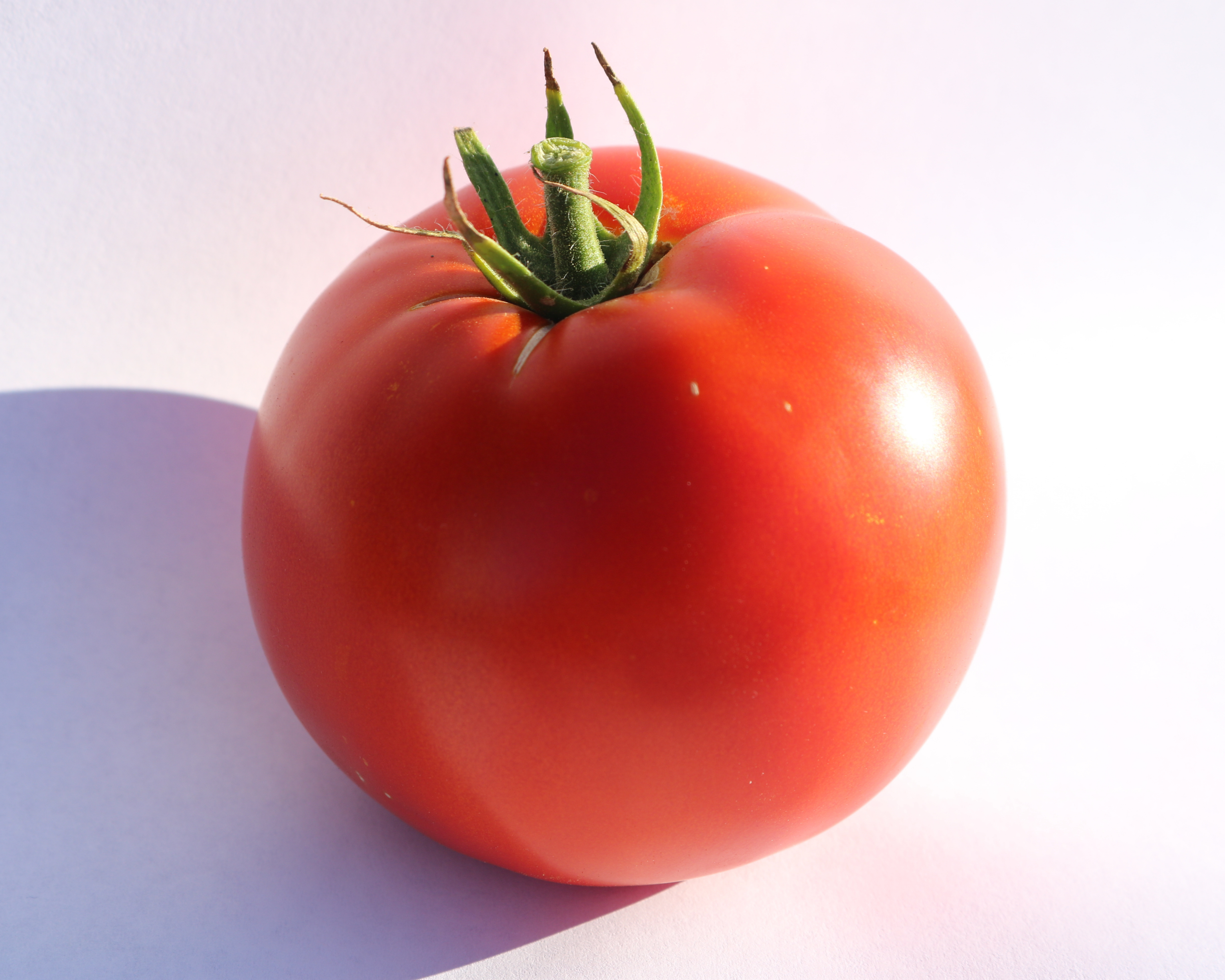 Tomato 2_d2f18cb5-b4cf-4ed5-837a-