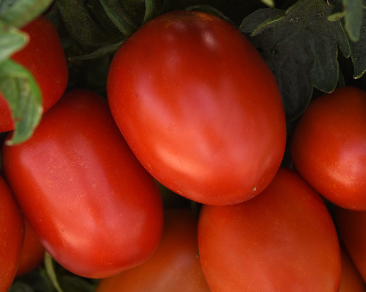 Bellatrix Hybrid Tomato Seeds