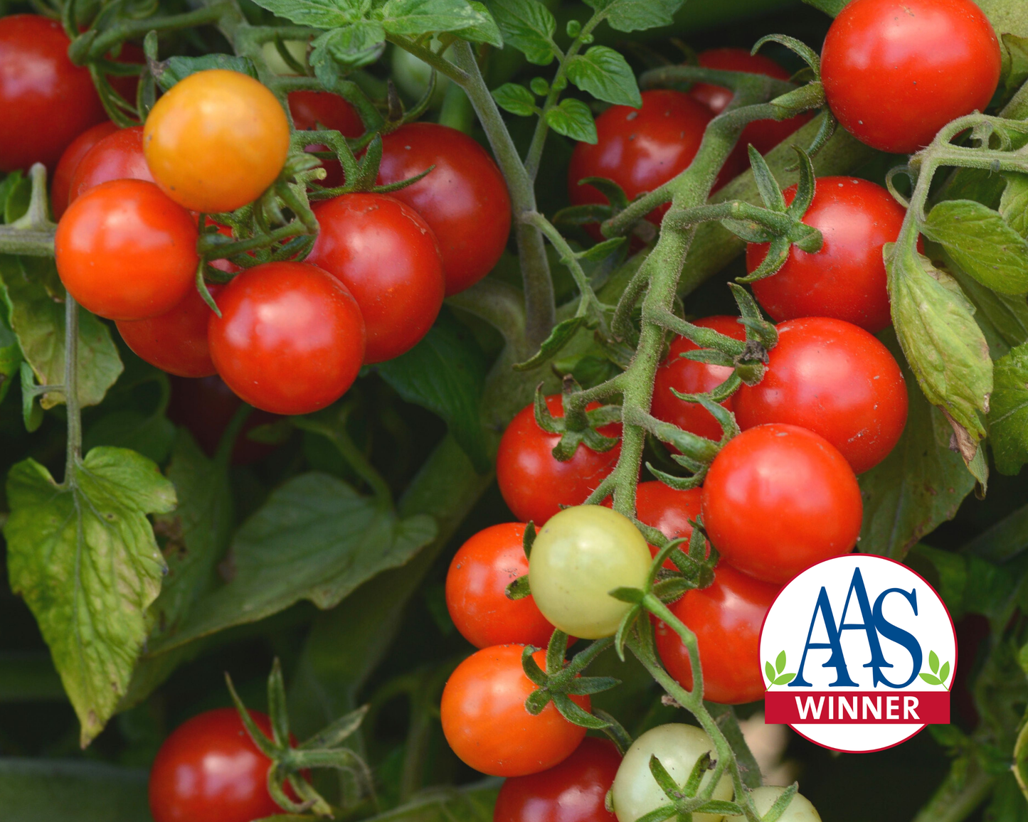 Candyland Red Tomato Seeds