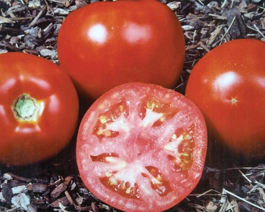 Amelia VR Hybrid Tomato Seeds