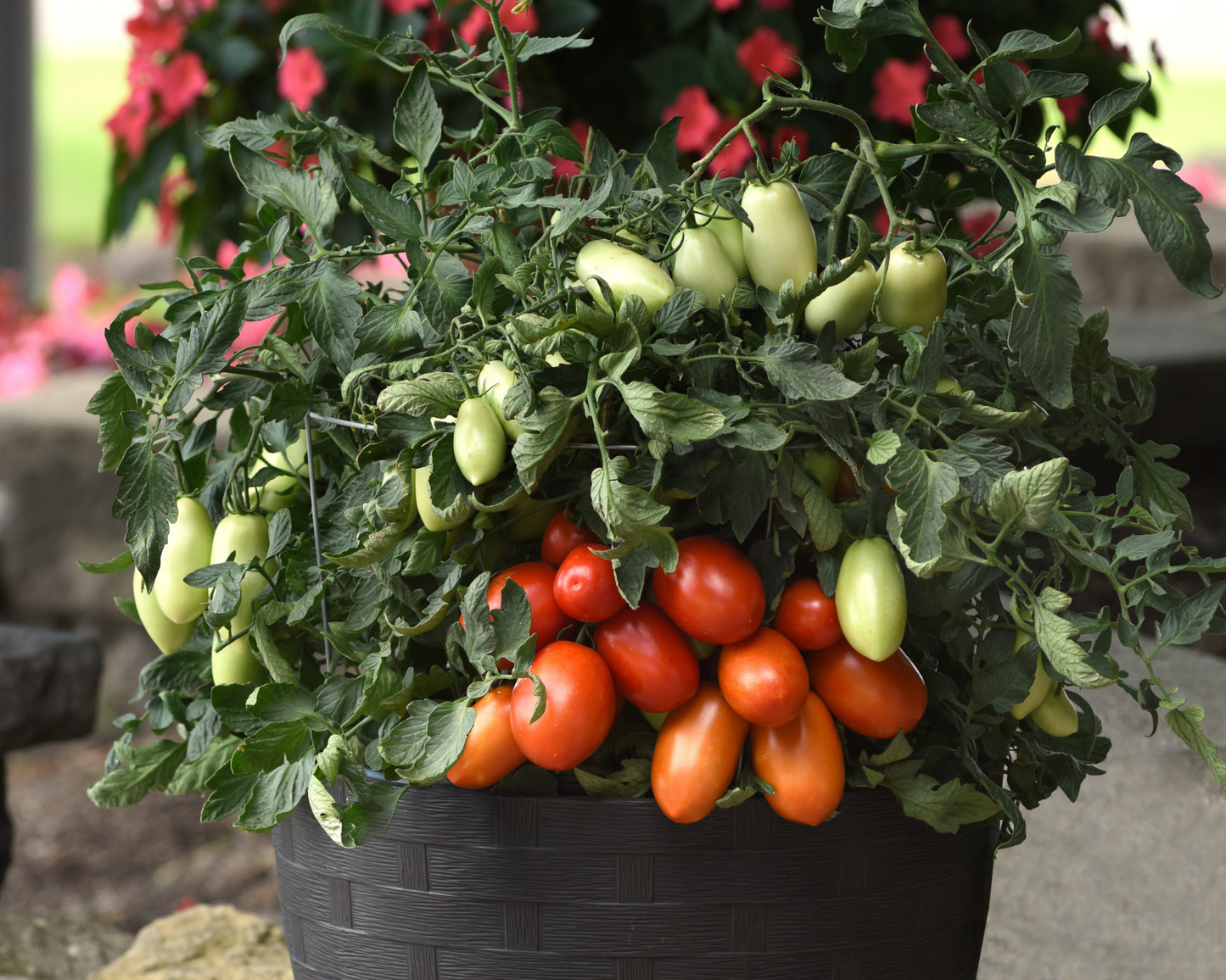 Bellatrix Hybrid Tomato Seeds