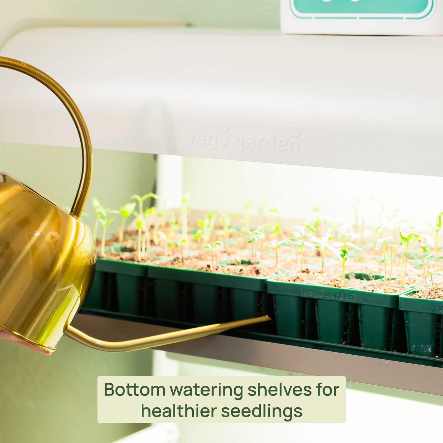 Bottom watering shelves with seedlings in the 4 Tier Grow Light Garden Pro.