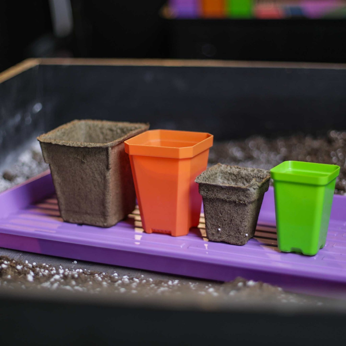 Four seed-starting pots in a purple tray: two biodegradable cow pots, one orange plastic pot, and one smaller green pot