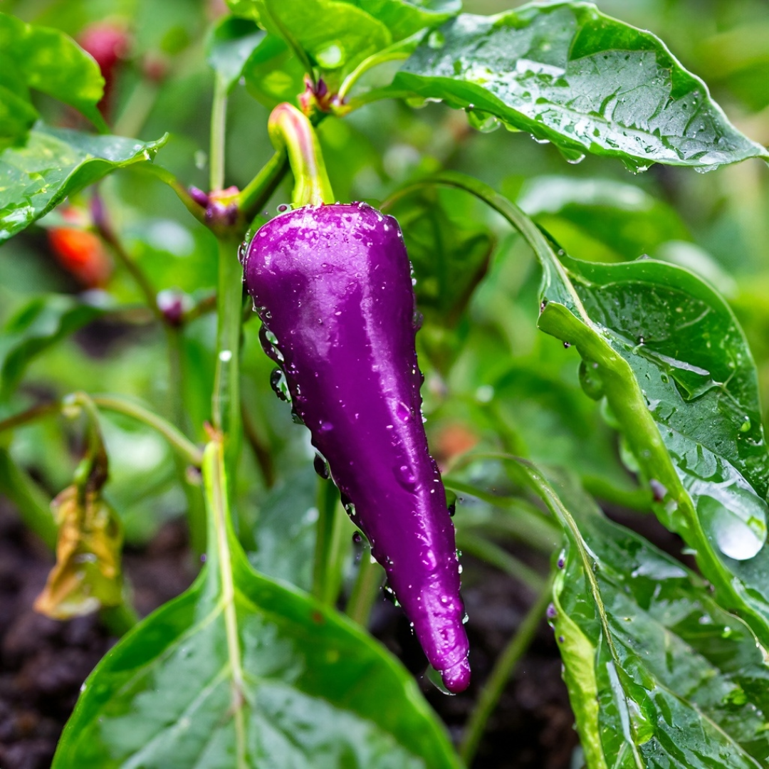 Purple Cayenne Pepper in a garden