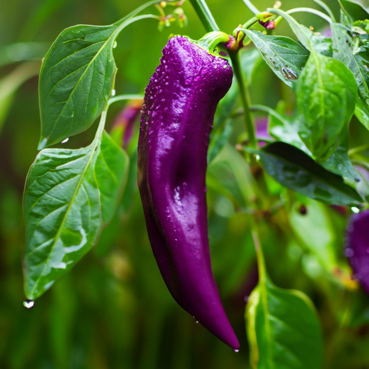 Purple Cayenne Pepper Seeds