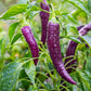 Purple Cayenne Peppers