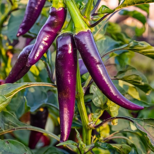 Purple cayenne peppers
