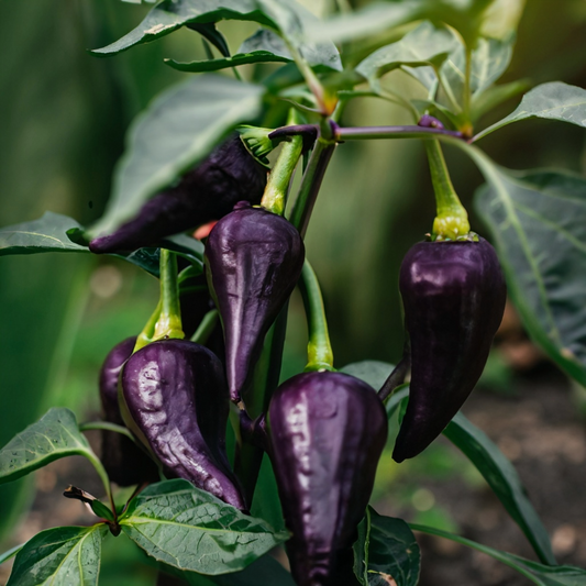 Purple Jalapeno Pepper Seeds