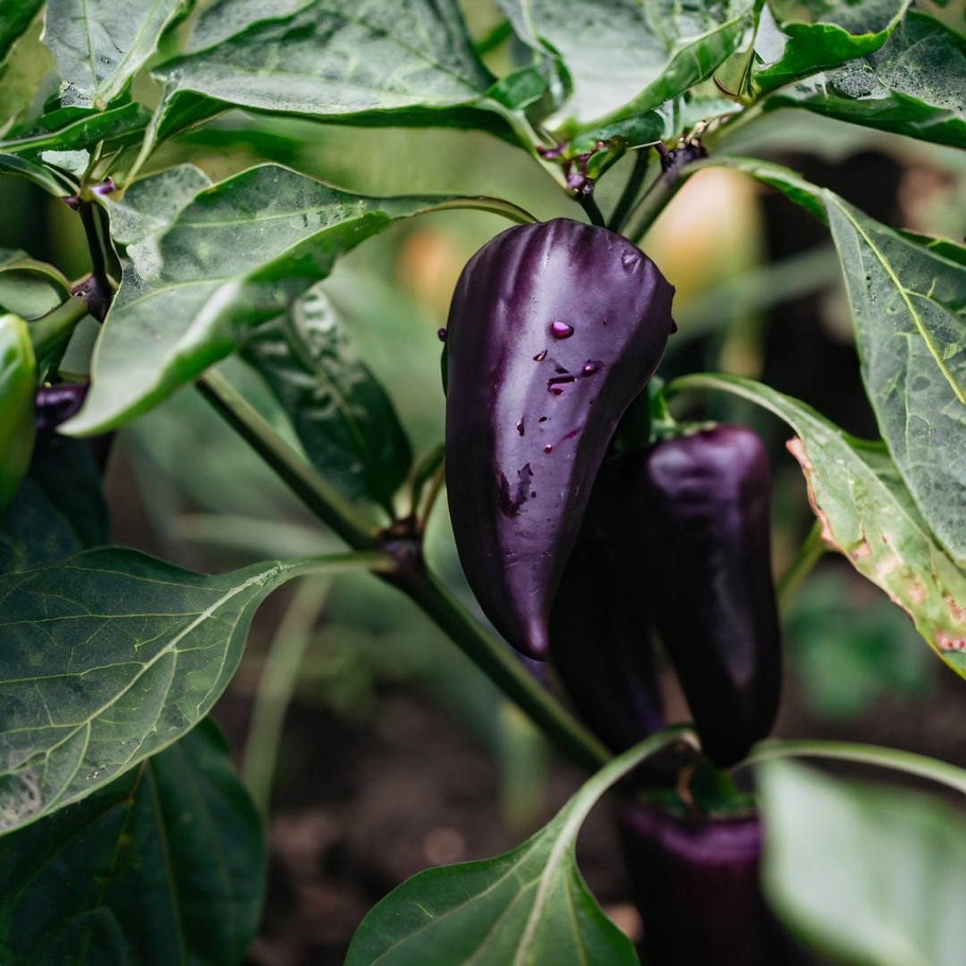 Purple Jalapeno Pepper Seeds